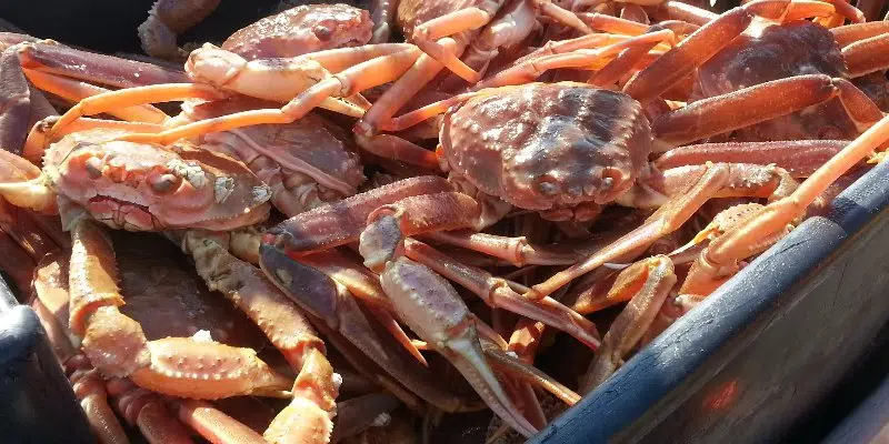 Les pêcheurs refusent de pêcher malgré le début de la saison du crabe le week-end