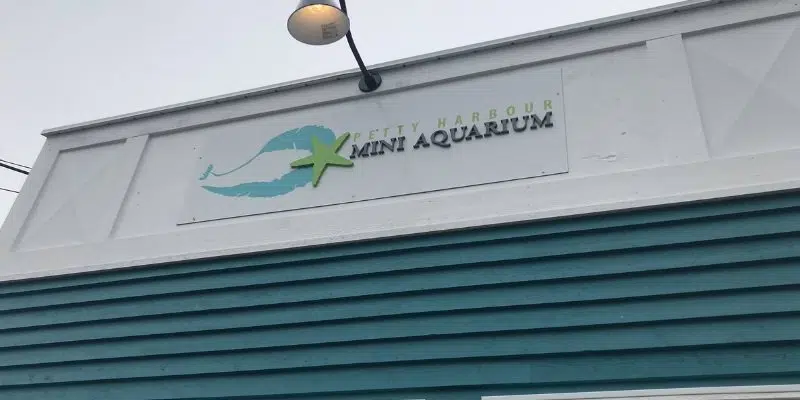 Renovated Petty Harbour Mini Aquarium Opens For Season