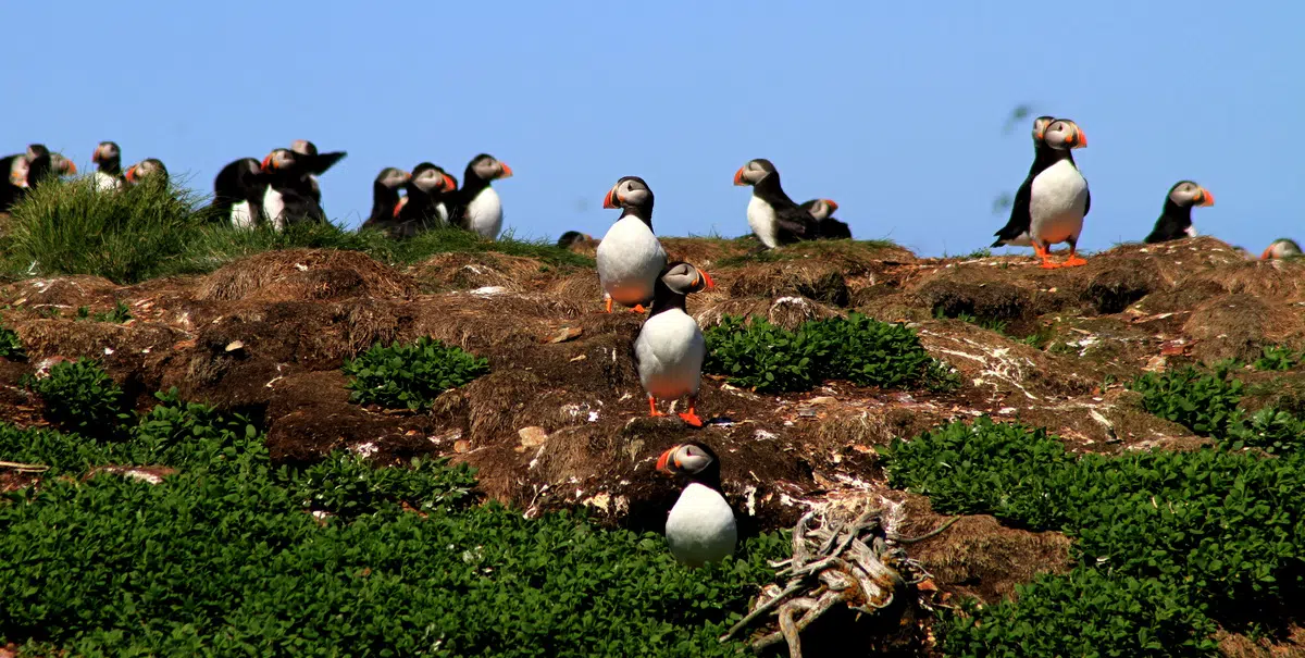 Prospective Participants Pack Puffin and Petrel Patrol