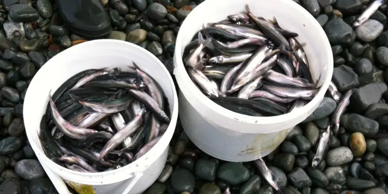 Poll Shows Majority of Newfoundlanders and Labradorians Support Pausing of Capelin Fishery