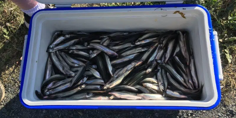 Sharing the Harvest Encourgaing Donations of Capelin to Food Banks