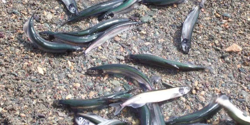 Federal Fisheries Minister Maintaining Capelin Quotas for Most of NL