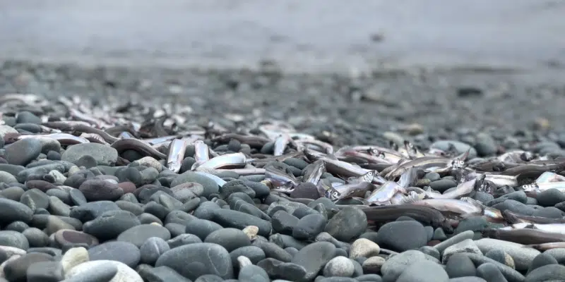 Town Urges Care and Caution Amid Fun During Capelin Run