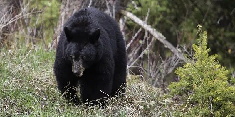 Black Bears Spotted in Western Newfoundland