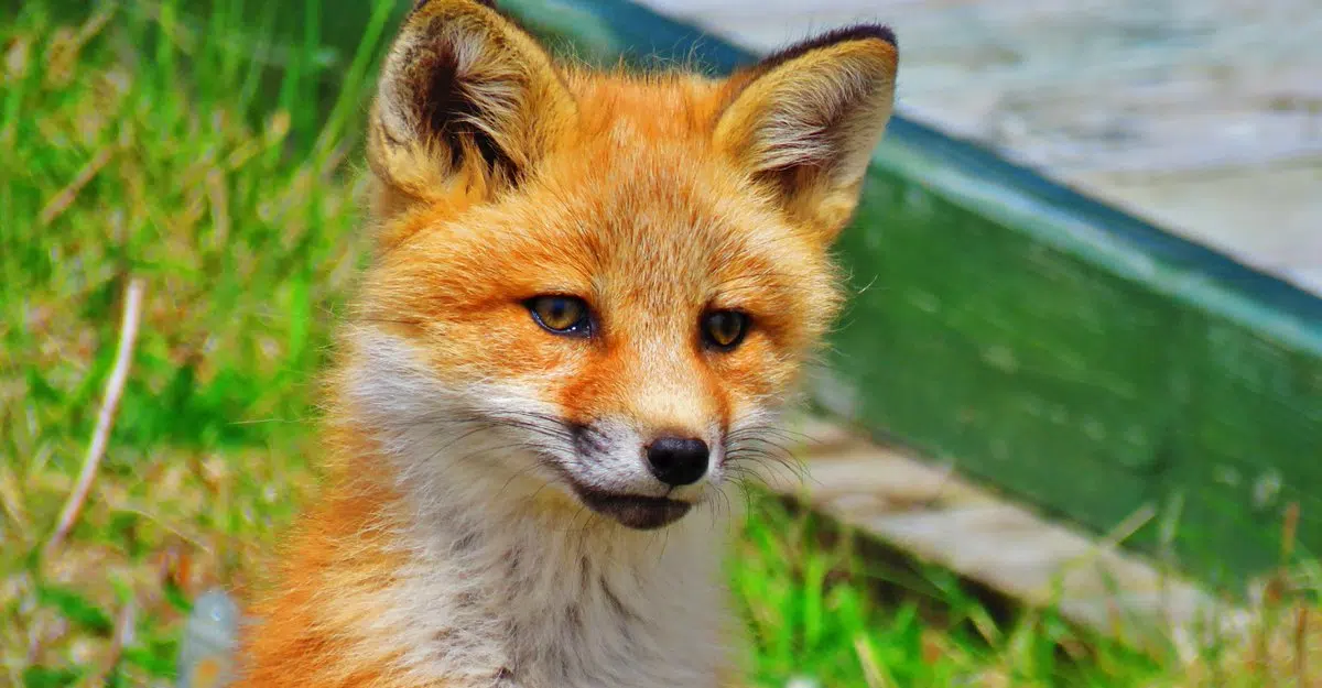 Overly-Friendly Fox Becoming Nuisance in Topsail Beach Area 