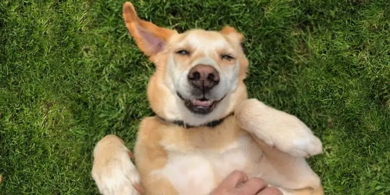 Stray Dog Who Became Drug-Busting Cop Enjoying Retirement