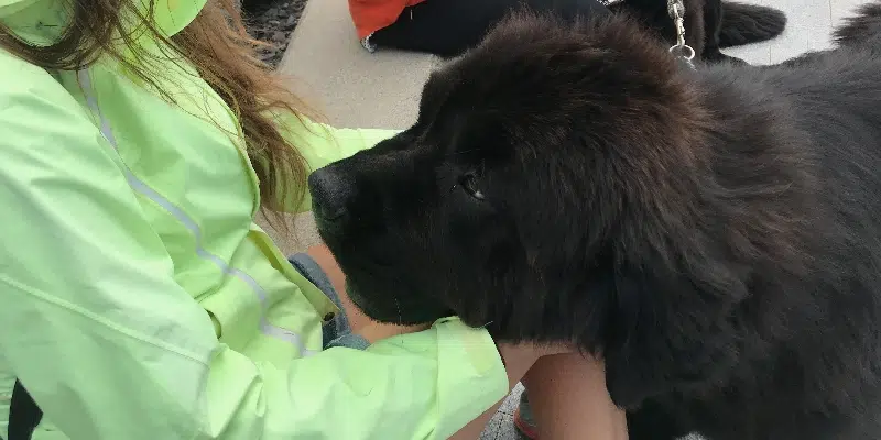 Newfoundland Dog Owner Educating Public About the Breed