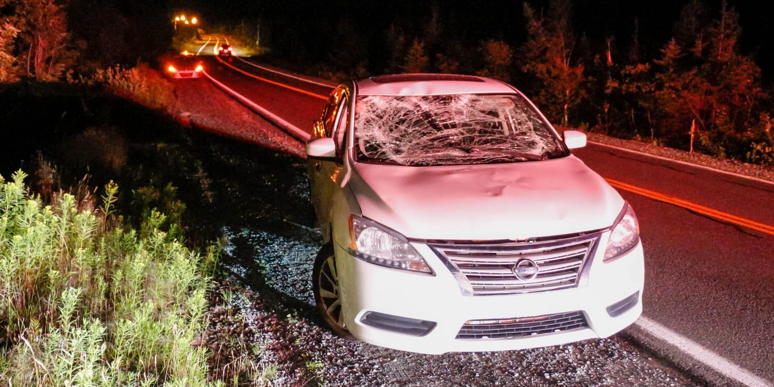 No Injuries Following Moose-Vehicle Crash Near Petty Harbour