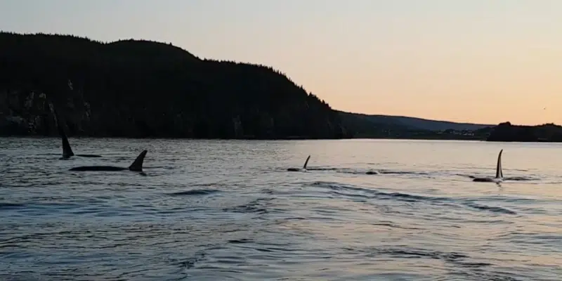 Conception Bay Orcas Captured in Viral Video