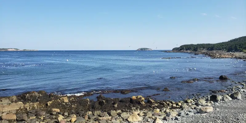 Ragged Beach Reserve Created to Protect Bird Populations