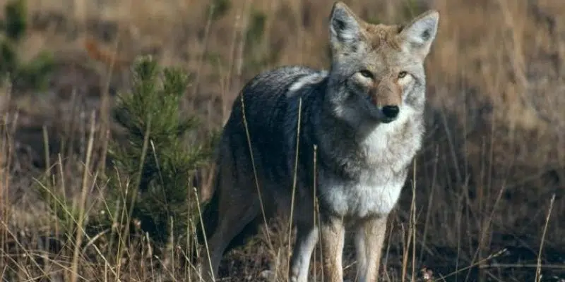 NL's Outfitters Association Ups the Ante on Wolf and Coyote Research