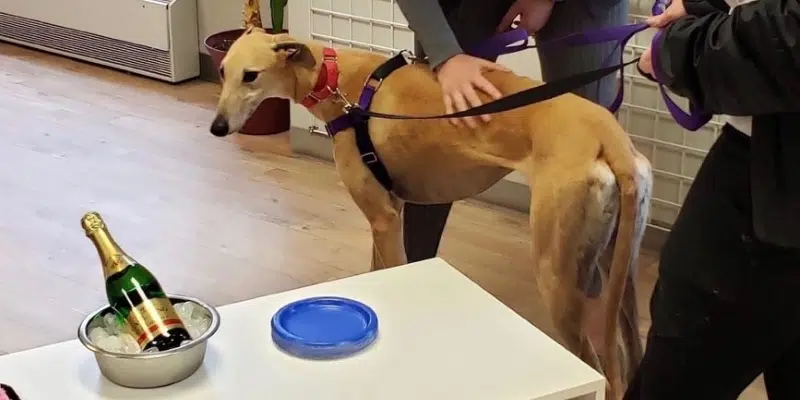 Honey the Missing Greyhound Returns Home Safe and Sound