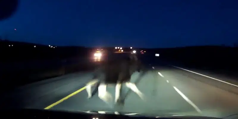 First-Hand View of a Moose-Vehicle Crash Caught on Terrifying Video