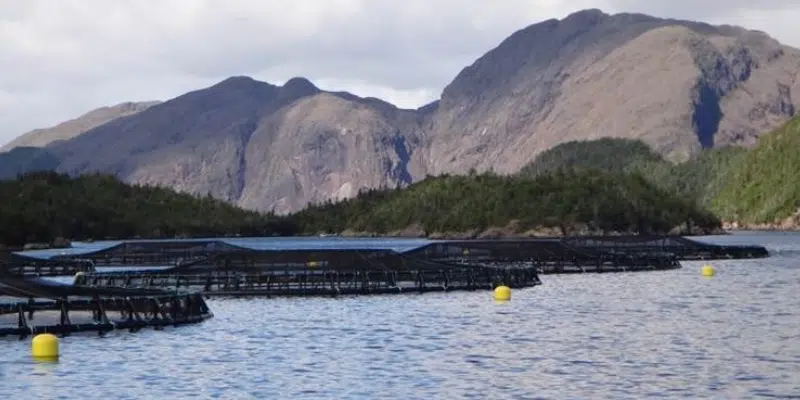 UPDATE: Warming Sea Temperatures to Blame for Massive Salmon Die-Off, says Northern Harvest