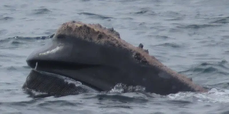 Northern Right Whale Spotted On Bonavista Peninsula Cause for Excitement and Concern