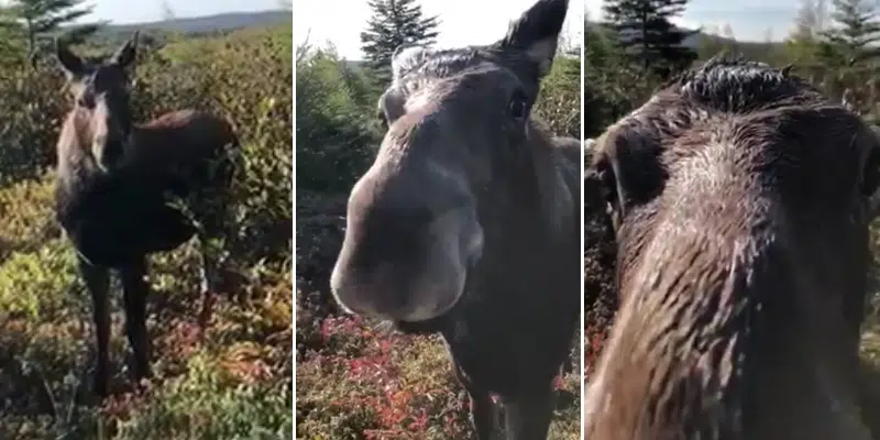 Man Records Chance Encounter with Curious Moose