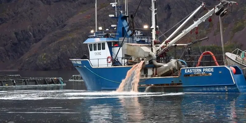 MOWI Promises Better Practices in Wake of Salmon Die-Off