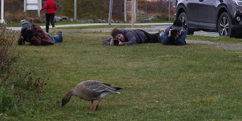 Photographers Flock to Rare Bird Sighting on Signal Hill