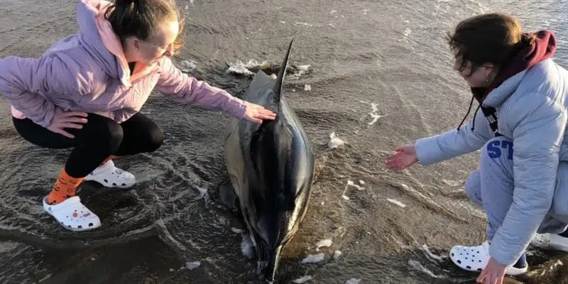 Teens Help Rescue Stranded Dolphin Near Point Lance