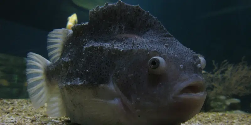 Canada's First Lumpfish Factory Moves Forward with Environmental Assessment in Marystown