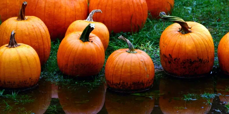 Mixed Bag of Weather Being Given Out with Candy for Halloween