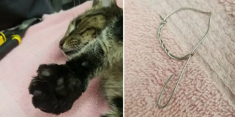 Vet Cautions Hunters After Cat Caught in Snare for Several Days