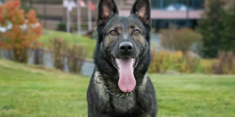 Good Boy: iPads Stolen from Stephenville Elementary School Recovered by Police Dog Axel