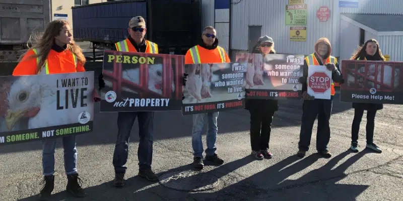 St. John's Farm Animal Save Holds Vigil Outside Country Ribbon