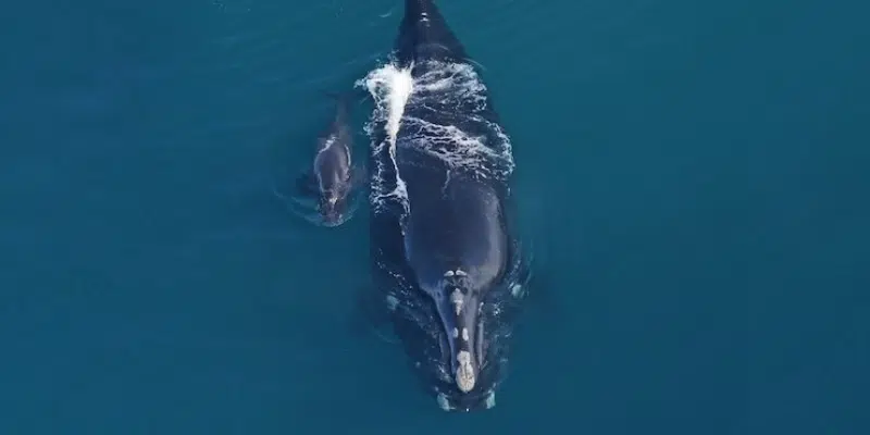 Newborn Right Whale Calf Spotted off the Coast of Georgia