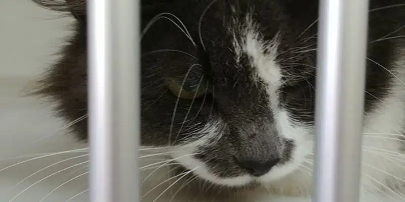 Heavenly Creatures Calling for Help in Addressing Homeless Cat Population