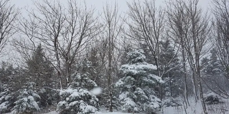 Up To 40 cm of Snow Possible for Parts of Island into Monday 