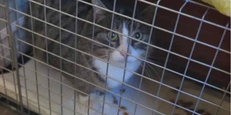 35 Feral Cats Rescued From Little Bay Islands