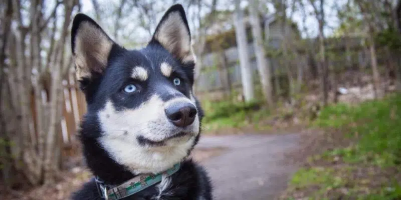 Petition Calling for Changes to Animal Protection Act