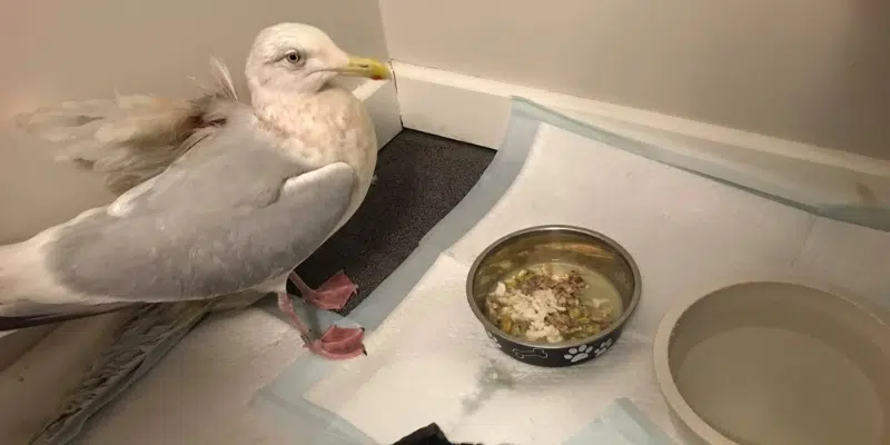 Severely Injured Gull Recovered from Burton's Pond Familiar to Researchers