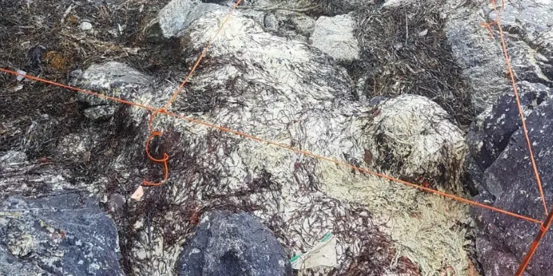 Interim Report on Salmon Die-Off Shows 1.6 km of Shoreline with Sections Coated in Fat, Debris Last Fall