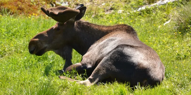 Wildlife Officers Seek Leads After Trio of Moose Poaching Cases