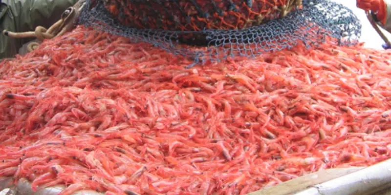Ocean Choice to Purchase Shrimp at Competitive Price