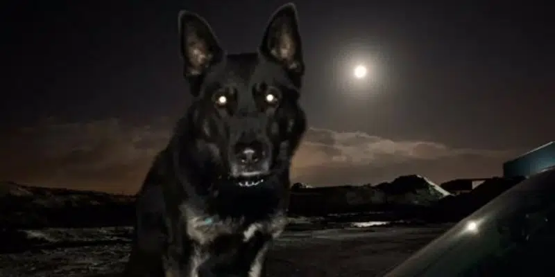 RNC, K-9 Unit Catch Stolen Car in CBS