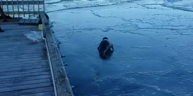 Let Resting Seals Lie: DFO Asks Public to Stay Clear of Seals 