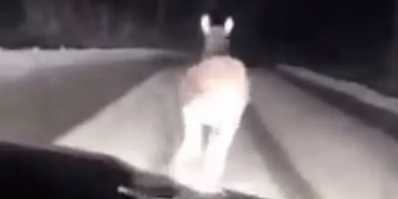 Video Online Shows Driver Running Down Moose