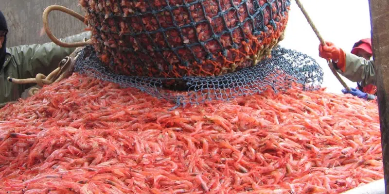 Gulf Shrimp Coalition Calls for Urgent Support for Harvesters