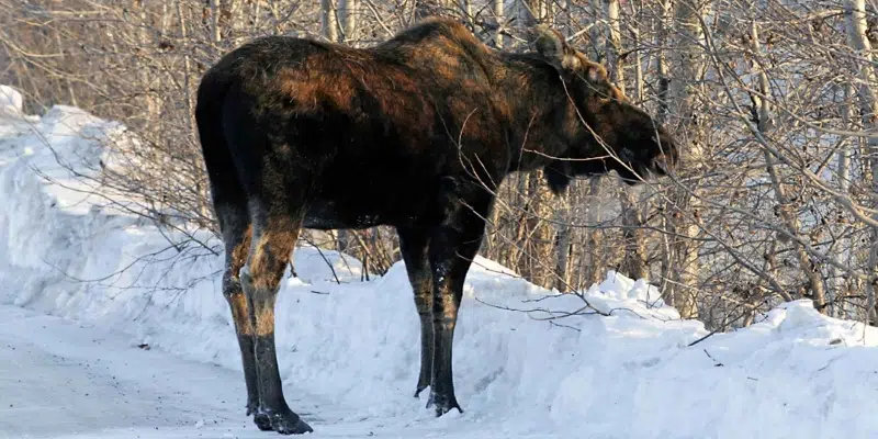 NL Moose Licence Application Process Moving Online in New Year