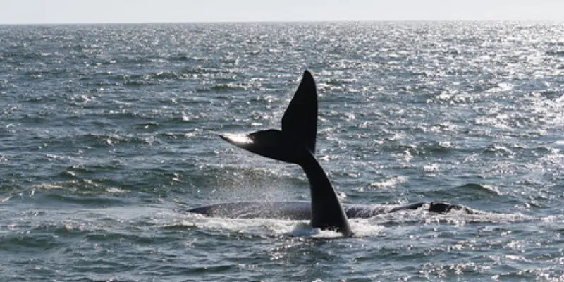Most Vessels Ignoring Voluntary Slowdowns to Protect Endangered Whales: Oceana Canada