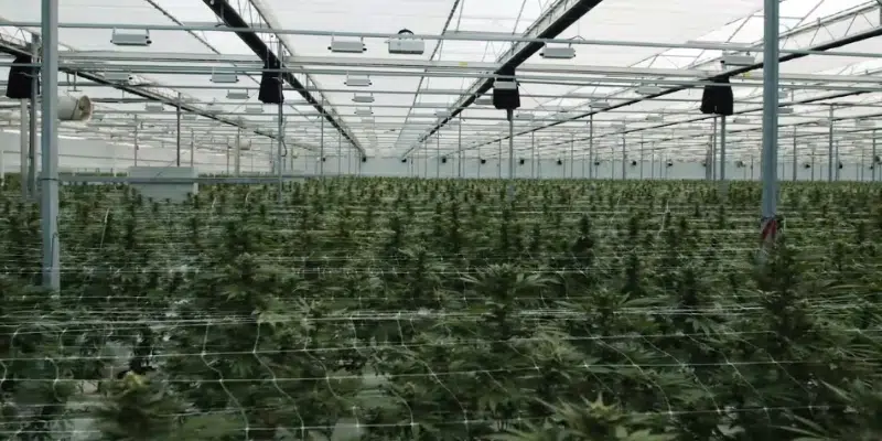 Minister says Canopy Growth "Full Steam Ahead" with $90-M Cannabis Facility in St. John's