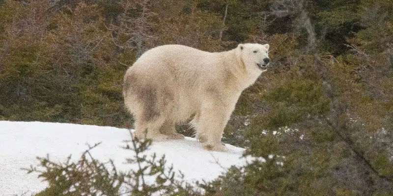 Another Polar Bear Sighting in St. Anthony, RCMP Close Road