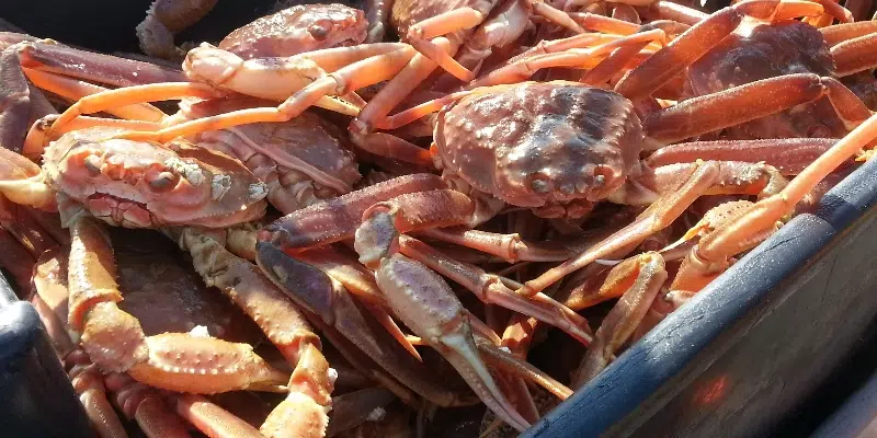 FFAW, ASP Remain at Odds Over Crab Fishery