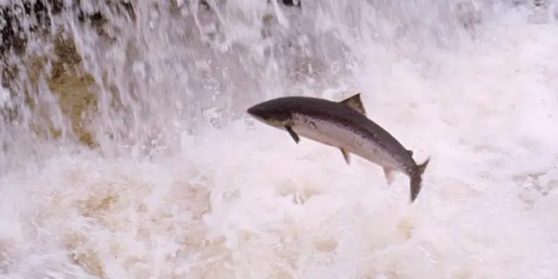 Debate Continues About Catch and Release Impact on Salmon Populations