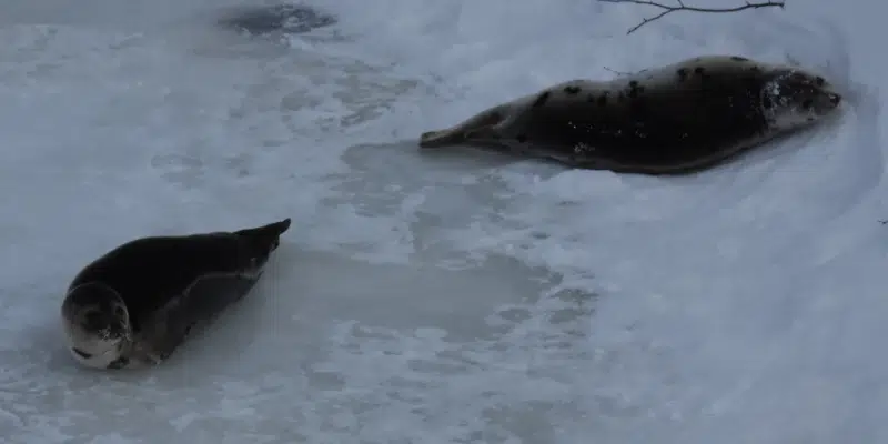 Commercial Sealers Raise Concerns Surrounding Personal Use Hunt