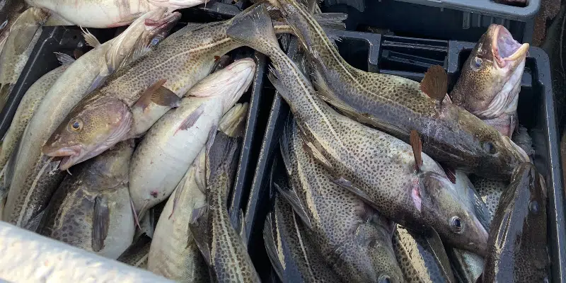 Recreational Cod Fishery Opens