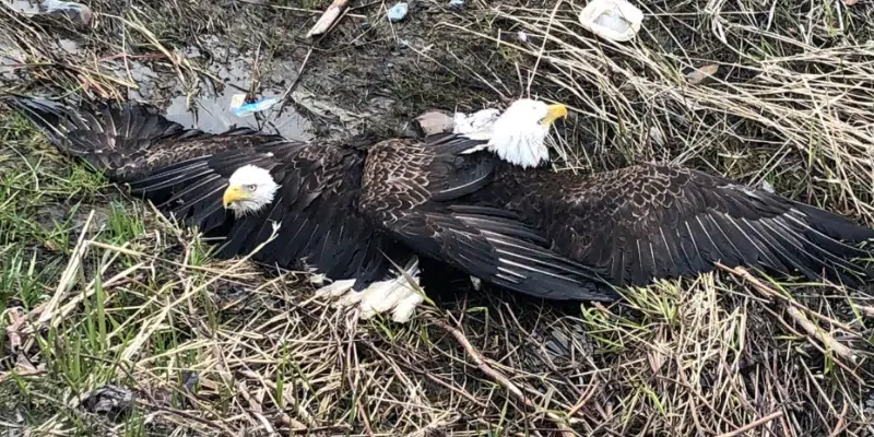 Entangled Eagles Rescued After Eagle-Eye Passerby Spots Pair in Ditch Near TCH